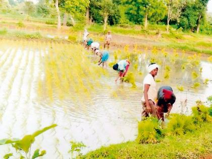 Paddy Rovani Pratikshakkha on the bundh of farmers by Agriculture Department | कृषी विभागातर्फे शेतकºयांच्या बांधावर धान रोवणीचे प्रात्याक्षिक