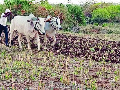 Accelerate tillage before sowing in kharif season | खरीप हंगामातील पेरणीपूर्वी मशागतीला वेग