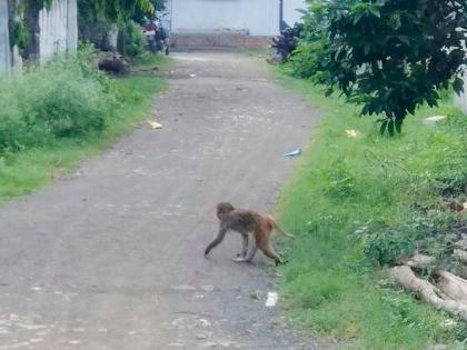  The problem of monkeys increased in Keshavnagar above | वरोºयातील केशवनगरात माकडांचा उपद्रव वाढला