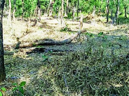 Harvesting of bamboo root in the forest | जंगलातील बांबूची मुळासकट कटाई