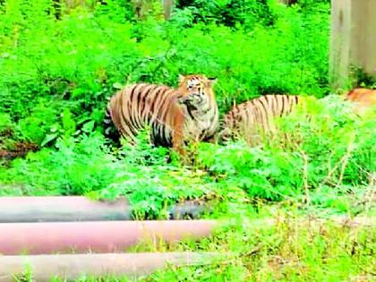 Tiger resides in Chandrapur power station area | चंद्रपूर वीज केंद्र परिसरात वाघाचे वास्तव्य