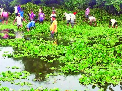 Blossom of the Ramlaw Lake | रामाळा तलावाला इकोर्नियाचा विळखा