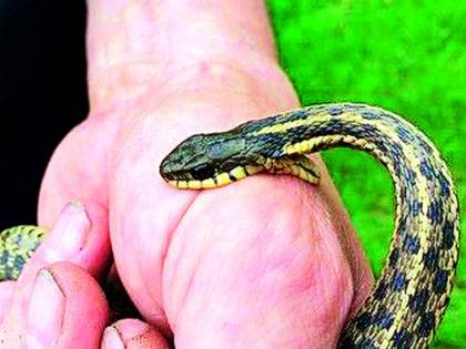 274 people were bitten by a snake; 270 lives saved | २७४ जणांना सापाचा डंख; २७० जणांचा वाचला जीव