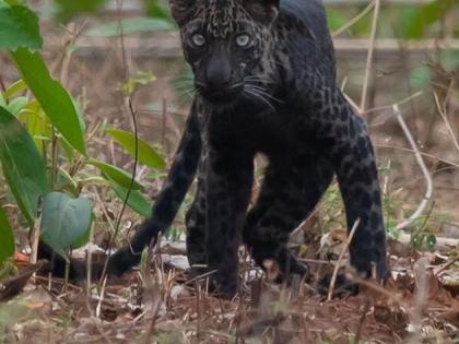 AtTadoba black leopard reappears ... | ताडोबात काळ्या बिबट्याचे पुन्हा झाले दर्शन...