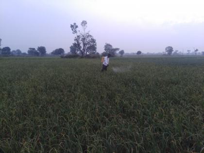 Harvesting crops due to foggy, cloudy weather | धुके, ढगाळ वातावरणामुळे पिके उध्दवस्त