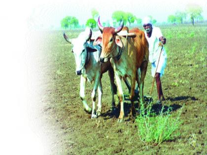 Due to drought, cattle waiting for the market! | दुष्काळाची छाया दाट, जनावरांना बाजाराची वाट!