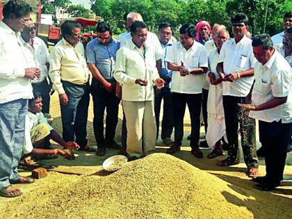 To open market for paddy exports | धान विक्रीची खुली बाजारपेठ सुरू