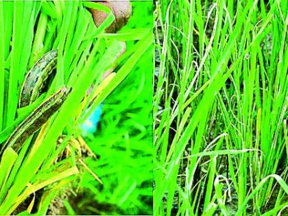 Get control of the paddy crop | धान पिकाच्या किडीवर नियंत्रण मिळवा