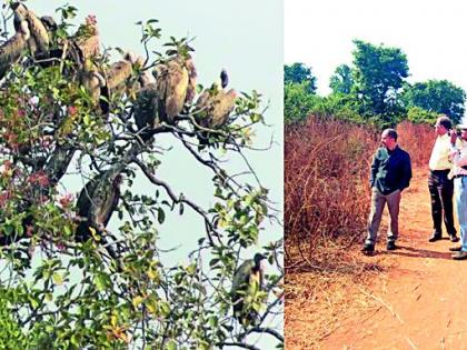 Vultures in Mallemamal | माल्लेरमालमध्ये गिधाडांचा वावर