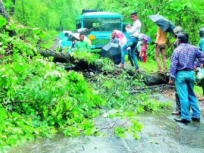 Traffic jam due to collapse of the tree | झाड कोसळल्याने वाहतूक ठप्प