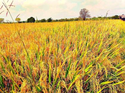 Production cost is 20 thousand per acre | उत्पादन खर्च एकरी 20 हजार, हाती मिळतात 25 हजार Production cost is 20 thousand per acre | उत्पादन खर्च एकरी 20 हजार, हाती मिळतात 25 हजार
