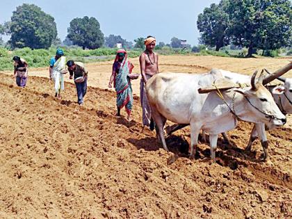 Groundnut sown increased in the district | जिल्ह्यात भुईमुगाचा पेरा वाढला