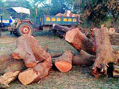 Jogisakhara tree illegally broken? | जोगीसाखरात वृक्षांची अवैध तोड?