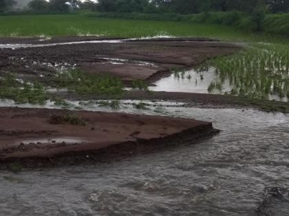 Rice loss due to heavy rainfall | अतिवृष्टीमुळे भातशेतीचे नुकसान