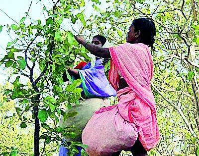  Give bonus to the laborers who collect candy | तेंदूपत्ता संकलन करणाऱ्या मजुरांचे बोनस द्या