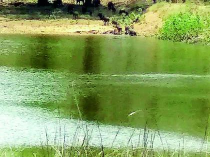 Thirsty wildlife | बंड तलाव भागवितोय वन्यप्राण्यांची तहान