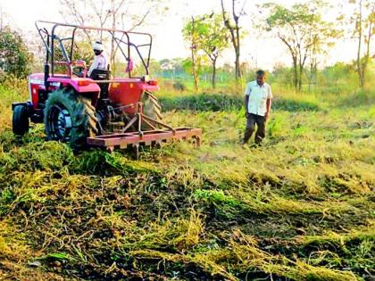 Tractor on a green crop grown by a farmer | शेतकऱ्याने चालविला हरभरा पिकावर ट्रॅक्टर