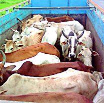 Two vehicles of the slaughtered cattle were captured | कत्तलखाण्यात जाणारे जनावरांचे दोन वाहन पकडले