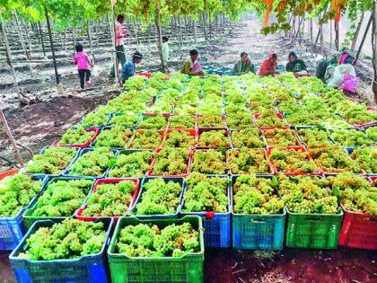 Nasty bhav with a grape crisis |  कवडीमोल भावाने द्राक्षपंढरी संकटात