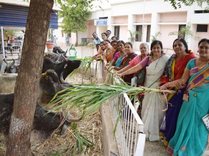  Finally, the runners managed to run the cattle | शेवटी गुरांच्या सांभाळासाठी धावला बळीराजाच