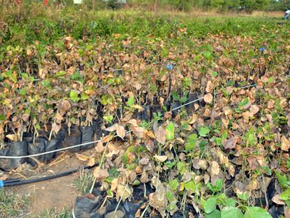 Despite a lot of water the nursery in poor condition | पाणी भरपूर असूनही रोपवाटिका करपली!