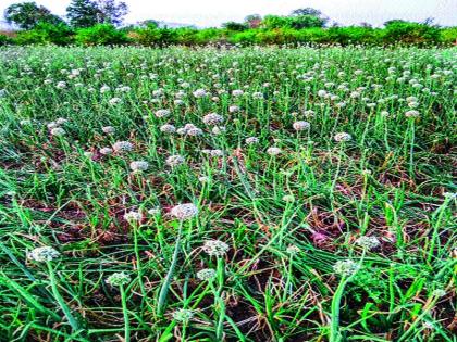 Satana: The demand of the sub-divisional agricultural authority of the farmers due to bad seeds is the loss of onion | सटाणा : शेतकऱ्यांची उपविभागीय कृ षी अधिकाºयांकडे मागणी सदोष बियाणांमुळे कांद्याचे नुकसान