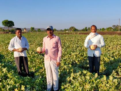  Rotor rotated by farmers on cabbage, sugarcane crop | कोबी, शेवगा पिकावर शेतकऱ्यांनी फिरवला रोटर