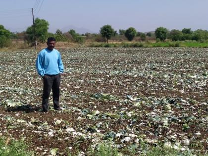 Rotor rotated by farmers on cabbage, sugarcane crop | कोबी, शेवगा पिकावर शेतकऱ्यांनी फिरवला रोटर