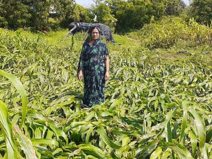 On the 'Lokmat' dam; The tide fell to the ground | ‘लोकमत’ बांधावर; ज्वारीची धाटं झाली भुईसपाट