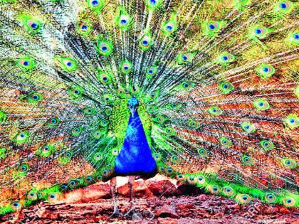 The number of peacocks falling in different villages in Sinnar taluka is wandering for water: Patthar Budruk, Meergaon, Malwadi, Varegaon and Jamb river banks | सिन्नर तालुक्यात विविध गावांमध्ये घटतेय मोरांची संख्या पाण्यासाठी भटकंती : पाथरे बुद्रुक, मीरगाव, माळवाडी, वारेगावसह जांब नदीकाठावरील चित्र