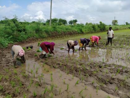 Paddy planting on protected water due to lack of rainfall | पावसाअभावी संरक्षित पाण्यावर भातलावणी