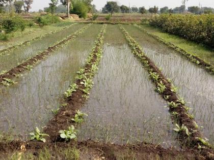 Climate change impacts sowing rabbis | हवामानातील बदलांमुळे रब्बी पेरण्यांवर परिणाम