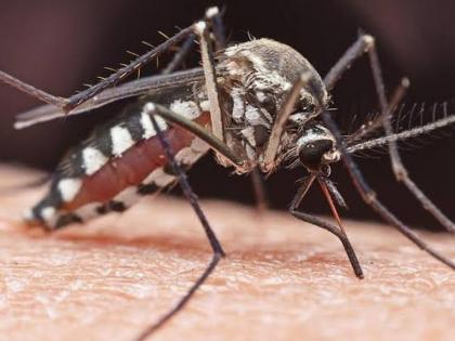 Dengue prevails in the district with the city | शहरासह जिल्ह्यात डेंग्यूची साथ कायम