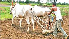 The target for kharif season this year is 2 lakh 77 thousand hectares | खरीप हंगामात यंदा २ लाख ७७ हजार हेक्टरचे उद्दीष्ट The target for kharif season this year is 2 lakh 77 thousand hectares | खरीप हंगामात यंदा २ लाख ७७ हजार हेक्टरचे उद्दीष्ट