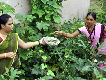 Groundnut provides for 'nectar diet' | परसबागेमुळे मिळतोय ‘अमृत आहार’ Groundnut provides for 'nectar diet' | परसबागेमुळे मिळतोय ‘अमृत आहार’
