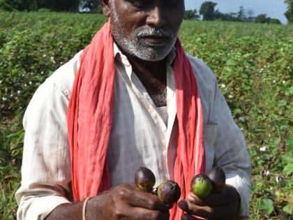Farmer deteriorated by time: his mathematics | अवकाळीने बिघडवले शेतक:यांचे गणित Farmer deteriorated by time: his mathematics | अवकाळीने बिघडवले शेतक:यांचे गणित
