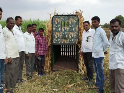 ... finally a cage for leopard in Nicwell village | ...अखेर निकवेल गावात बिबट्यासाठी पिंजरा