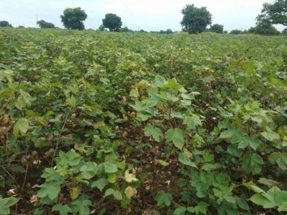 Bond larvae also attack cotton | कपाशीवर बोंड अळीचेही आक्रमण