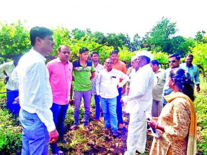 Inspected Damaged Grape | नुकसानग्रस्त द्राक्षबागांची पाहणी