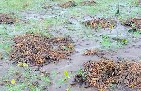 Crops hit by Lasalgaon rains | लासलगावी पावसामुळे पिकांना फटका