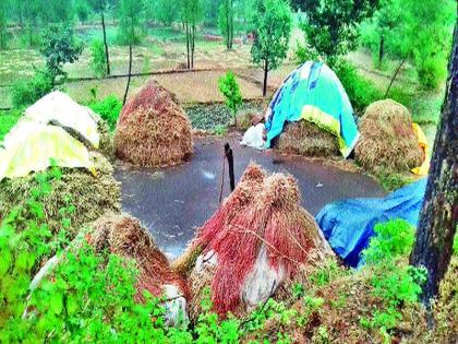 Odyssey: Nagli, Tur, Strawberry, Tomato, Carali Bhujapat Bhata Dam | ओखीचा तडाखा : नागली, तूर, स्ट्रॉबेरी, टमाटा, कारली भुईसपाट भाताचे नुकसान