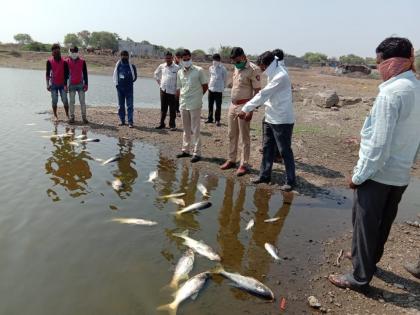 Death of fish in Lake Pazar near Shengola village | शेंगोळा गावाजवळील पाझर तलावात माशांचा तडफडून मृत्यू