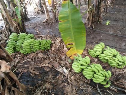 Theft of 5 quart bananas in Gorakheda Shivar | गौरखेडा शिवारात २० क्व्ािंटल केळीची चोरी