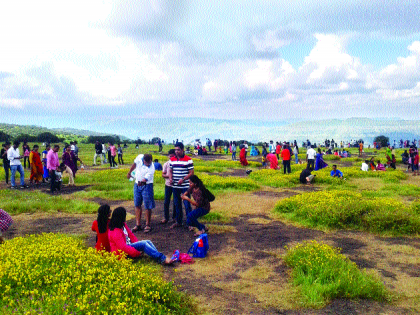 Thousands of tourists experience flowers | ६३ हजार पर्यटकांनी अनुभवला फुलोत्सव