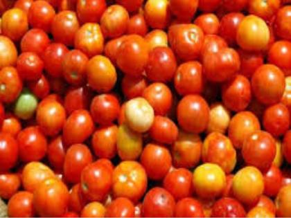 Tomato falling in Nashik district | नाशिक जिल्ह्यात टमाटा भावात घसरण