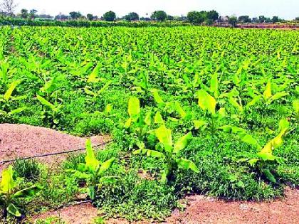  Struggling to save banana crop in summer | उष्णतामानात केळी पीक जगविण्यासाठी धडपड