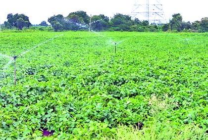 Soybean crop risk due to lack of rain | पावसाअभावी सोयाबीन पीक धोक्यात