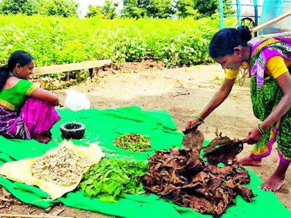 Village treatment of farmers for eradication of bollworm | बोंडअळी निर्मूलनासाठी शेतकऱ्यांचा गावठी उपचार