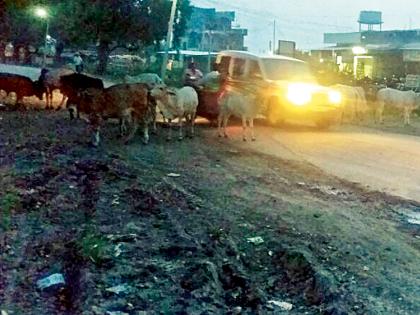 The main road on the ramparts | मुख्य मार्गावर मोकाट जनावरांचा वावर