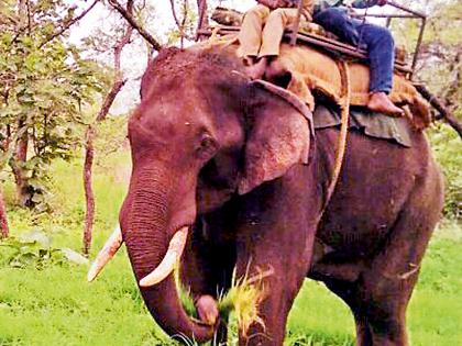 'That' cannibalist wahhhhhh | ‘त्या’ नरभक्षक वाघिणीची दशहत